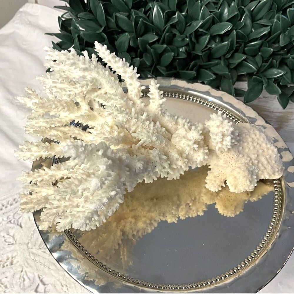 Vintage Natural White Branch Coral Specimen Coastal Decor sculptural stunner